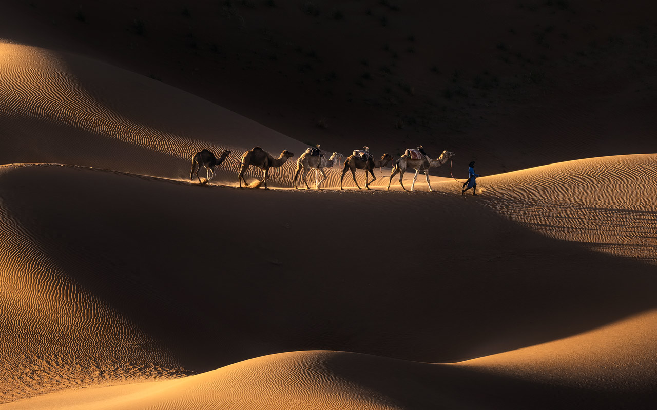 Camel caravan led by Berber guide crossing golden Sahara sand dunes at sunset