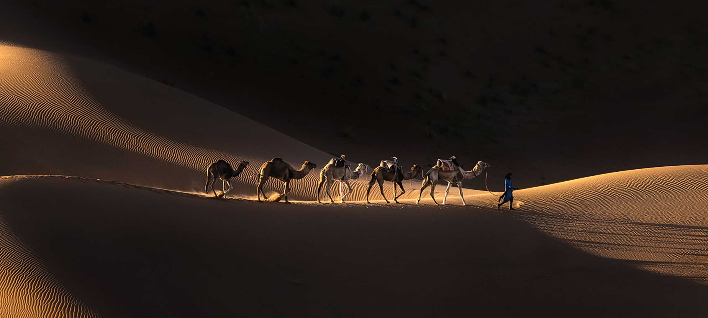 Camel caravan led by Berber guide crossing golden Sahara sand dunes at sunset